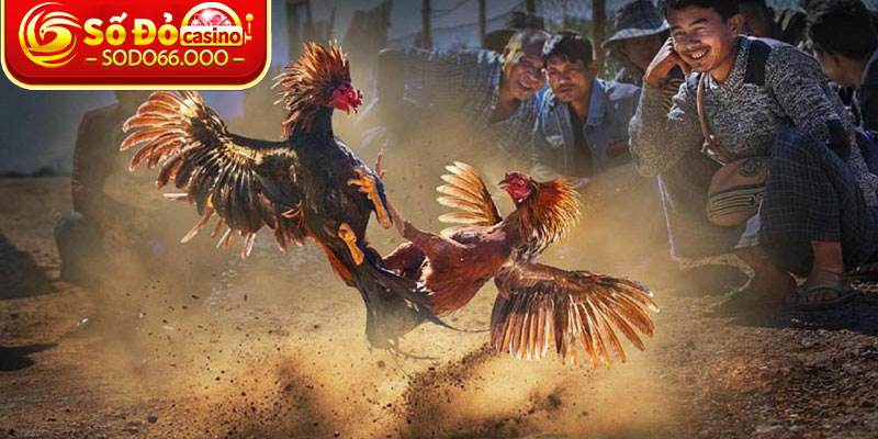 Đá Gà C3 SODO66 – Phát Sóng Trực Tuyến Sân Chơi Cá Cược 4 Bí quyết để chiến thắng và nhận được phần thưởng ở giải đá gà C3