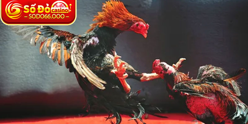 Đá Gà C3 SODO66 – Phát Sóng Trực Tuyến Sân Chơi Cá Cược 1 Da Ga C3 SODO66 – Phat Song Truc Tuyen San Choi Ca Cuoc