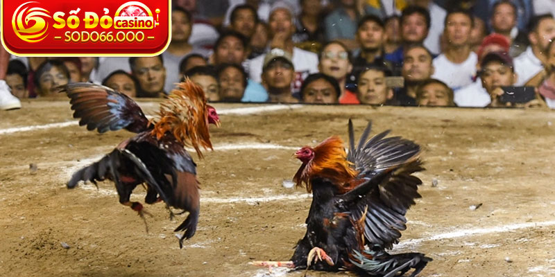 Đá Gà SODO66 – Trải Nghiệm Kèo Đấu Đỉnh Cao Thắng Lớn 1 Giới thiệu chung về sảnh đá gà SODO66