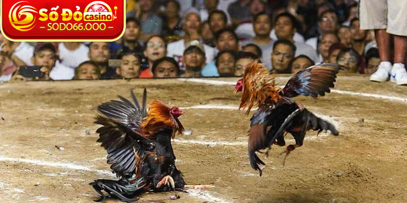 Đá Gà C3 SODO66 – Phát Sóng Trực Tuyến Sân Chơi Cá Cược 2 Khám phá ngay sân chơi cá cược hấp dẫn đá gà C3