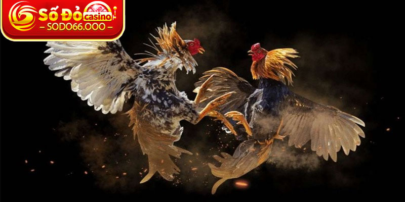 Đá Gà SODO66 – Trải Nghiệm Kèo Đấu Đỉnh Cao Thắng Lớn 3 Mẹo giúp bạn đặt cược dễ dàng chiến thắng hơn