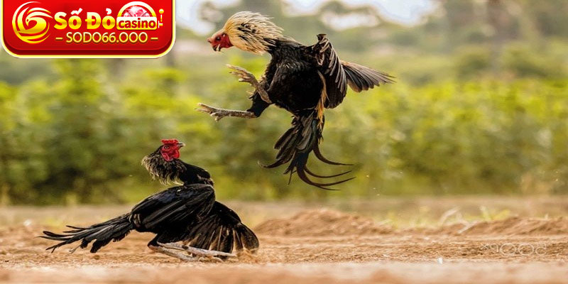 Đá Gà SODO66 – Trải Nghiệm Kèo Đấu Đỉnh Cao Thắng Lớn 2 Những lợi ích khi tham gia đặt cược đá gà SODO66